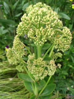 Orpin 'Citrus Twist'