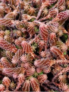 Sedum sexangulare - Orpin