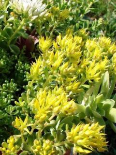 Sedum oreganum - Orpin de l'Orégon