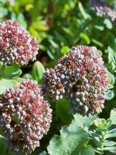 Sedum anacampseros - Orpin des infidèles