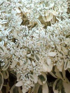 Sedum Frosty Morn, Orpin