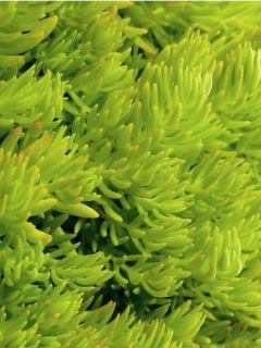 Sedum Lemon Ball