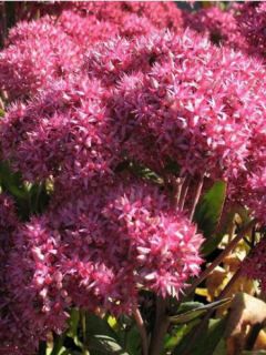 Orpin 'Mr Goodbud'®