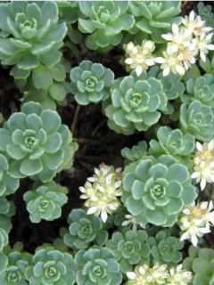 Sedum pachyclados - Orpin pachyclados