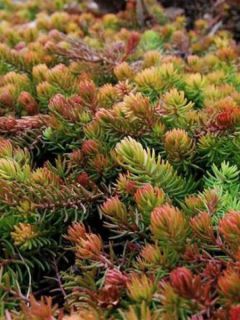 Sedum reflexum Angelina - Orpin réfléchi