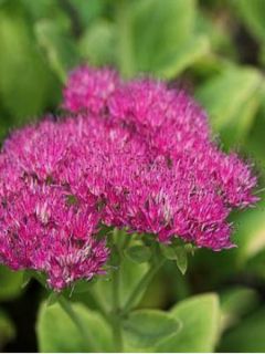 Sedum spectabile Meteor