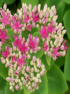 Sedum spectabile Septemberglut - Orpin d'automne