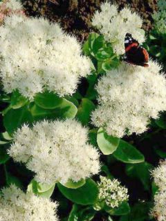 Orpin remarquable 'Stardust'