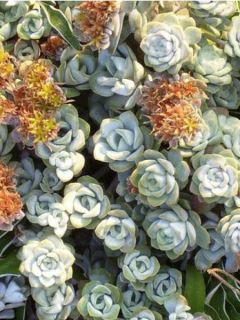 Orpin spatulée 'Cape Blanco'