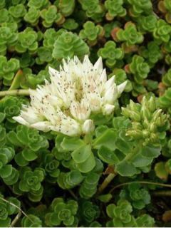 Sedum spurium Album Superbum - Orpin
