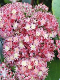 Orpin 'Strawberry And Cream'