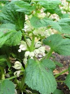Lamium orvala Album - Lamier orvale