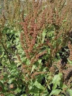 Oseille-épinard, Patience