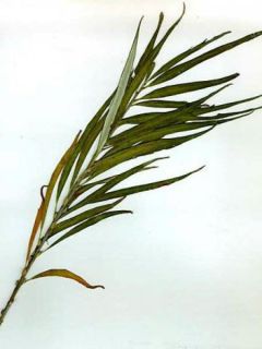 Osier blanc, Saule des vanniers