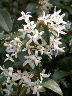 Osmanthus Burkwoodii