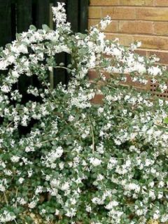 Osmanthus delavayi - Osmanthe de Delavay