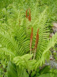 Osmonde, Osmunda cinnamonea