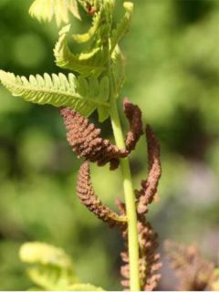 Osmonde de Clayton - Osmunda claytoniana
