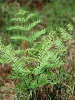 Osmunda japonica - Fougère - Osmonde du Japon 