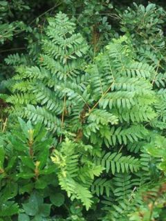 Osmunda regalis - Osmonde royale - Fougère fleurie