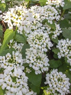 Pachyphragma macrophyllum