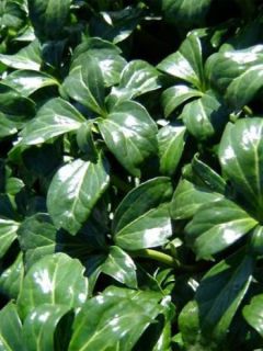 Pachysandra terminalis 'Green Sheen'