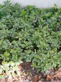 Pachysandra terminalis Variegata