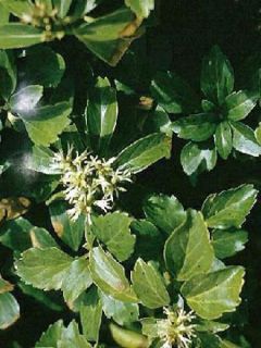 Pachysandra terminalis