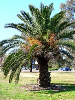 Phoenix canariensis - Palmier, Dattier des Canaries.