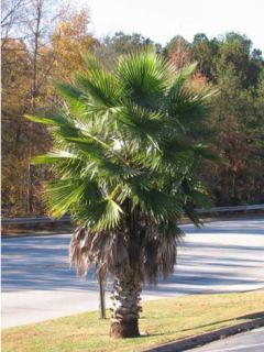 Washingtonia filifera - Palmier à jupon