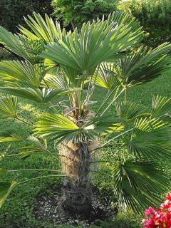 Trachycarpus wagnerianus - Palmier miniature de Chusan 