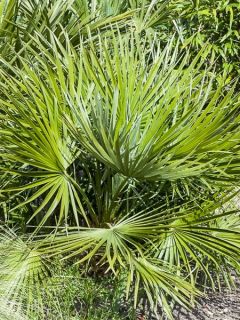 Chamaerops humilis Compacta - Palmier nain