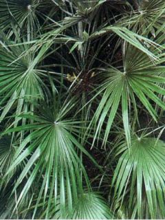Chamaerops humilis - Palmier nain
