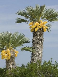 Trithrinax campestris - Palmier trident