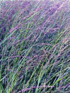 Panic - Panicum amarum 