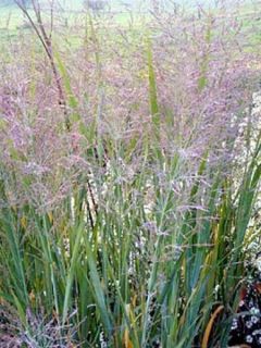 Panic érigé - Panicum virgatum Dallas Blues 