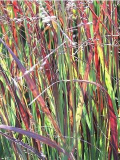 Panic effilé 'Heiliger Hain'