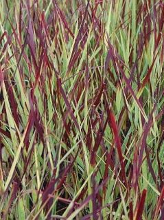 Panicum virgatum kulsenmoor