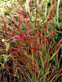 Panic effilé 'Kurt Bluemel'®