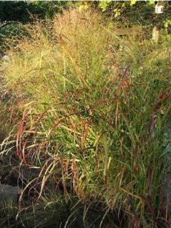 Panic effilé 'Rehbraun'