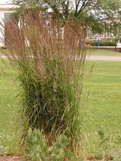 Panic effilé 'Shenandoah'