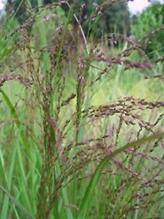 Panic érigé - Panicum virgatum Warrior