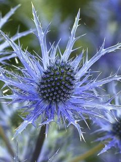Panicaut, Chardon 'Big Blue'