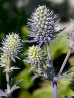 Panicaut, Chardon 'Tiny Jackpot'