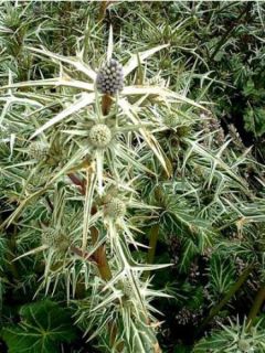 Panicaut, Chardon variifolium