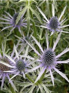 Eryngium tripartitum - Panicaut tripartite - Chardon bleu tripartite