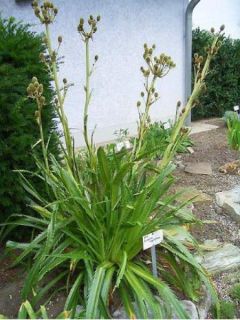 Panicot à feuille d'Agave