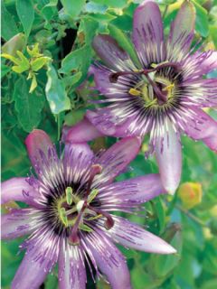 Passiflore - Passiflora Eden Passiflore - Passiflora Eden