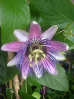 Passiflore X belotii Perfume passion cov Passiflore X belotii Perfume passion cov