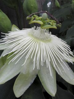 Passiflore 'Snow Queen' Passiflore 'Snow Queen'